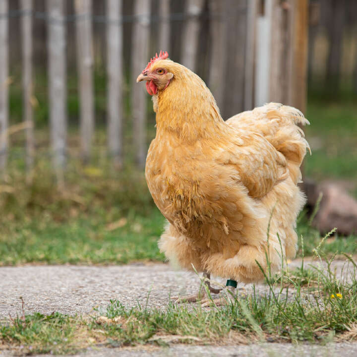 OLBA Clipsringe für Hühner